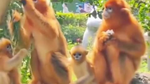 What are these monkeys eating? It looks like eating a peach off a tree