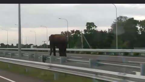 Wild Elephant on the Southern Highway, Sri Lanka