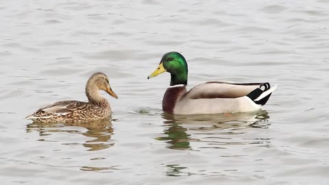 Mallard Courtship Dance