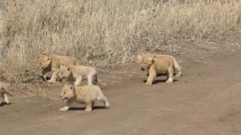 (ORIGINAL AUDIO) ADORABLE SIX Lion Cubs injoy their first outdoor adventure video