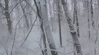 Just walking in snowy woods pt3