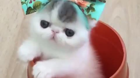 cute little cat - little kitten