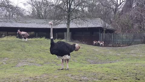 Ostrich walking around at Zoo Berlin