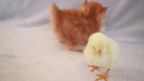 Kittens walk with a tiny chicken(1080P_HD)