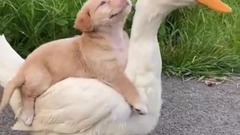 Cute little dog 🐕 is riding a duck 🦆 | TikTok - sweet video | #shorts