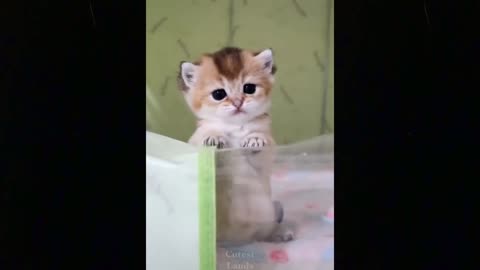 Cute Baby Animal Videos Compilation Cute Moment Of The Animals 2022 - Cutest Animal #1