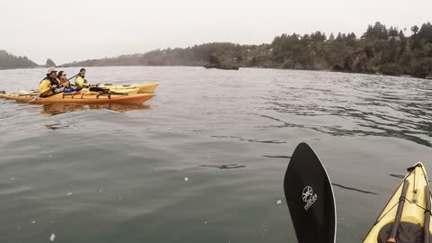 Incredible Whale Encounter