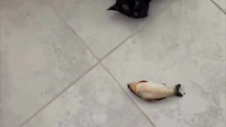 Adopting a Cat from a Shelter Vlog - Cute Precious Piper Plays with Her Fish Toy #shorts