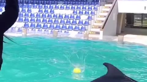 These Dolphins are playing Soccer