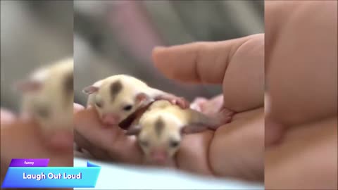 SUGAR GLIDERS Flying - Funny & Cute Compilation