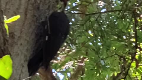 The pileated woodpecker (Dryocopus pileatus)