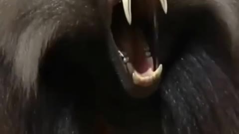 The biggest mouth you will ever see in your life