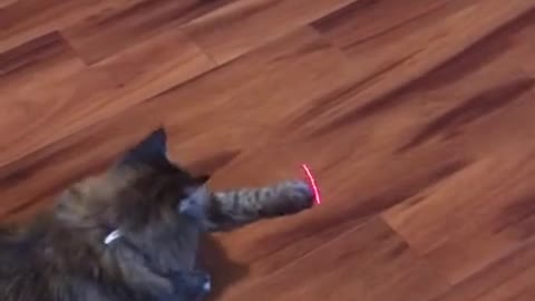 Cat Vs Laser Pointer 🐈 😂 - Funny Animal Reaction Videos