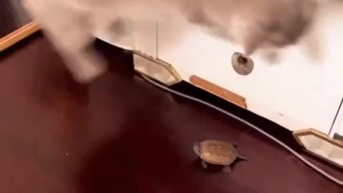 Turtle Just Wants To Say Hi