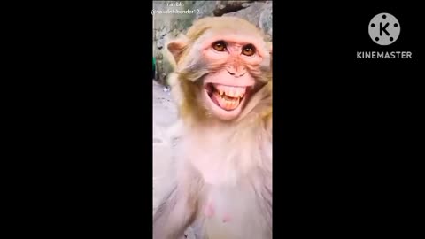 Laughing monkey