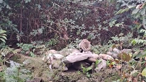 Cute kitten eats chicken meat.