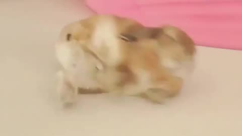 Rabbit falling down while sleeping