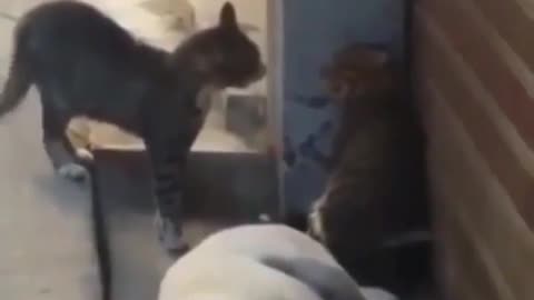 Two cats fight course and the dog is scared