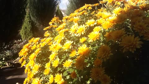 Shadow and light of chrysanthemums