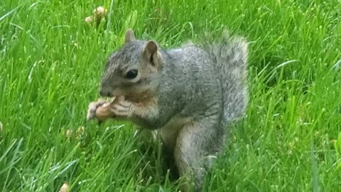 Stubby is My Breakfast Buddy...