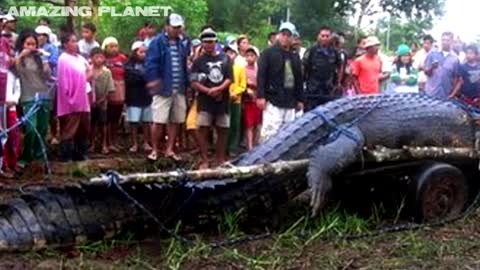 Top Biggest Crocodile Ever Caught