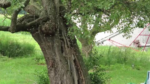 Honey Bees Swarming