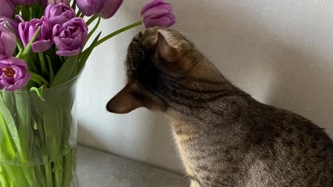 cats love flowers too