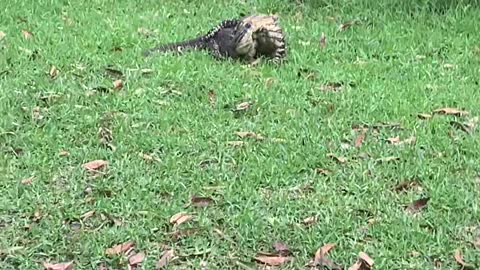 Lizard Brawl During Picnic