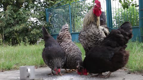 Chickens eat in groups