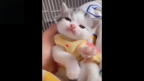 Baby Pets__ Cute_ and_ Funny_ Pets_ # video Compilation.