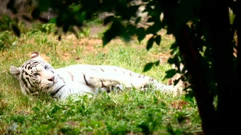 White tiger whelp playing with his mom in the grass