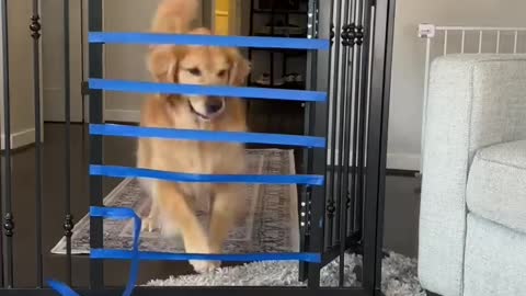 Puppy vs adult dog jump challenge