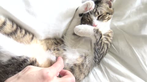 Sweet Little Cat Hides Behind His White Paws