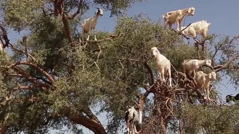 Goats enjoying their midday snack