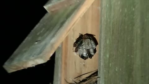 Use CAUTION when opening your Bluebird boxes!