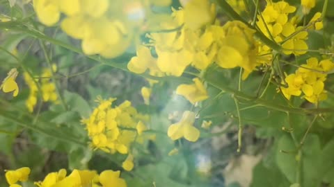 Beautiful flowers bloom in the sun