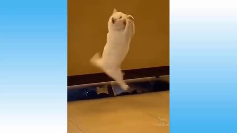 Cat funny catches ball