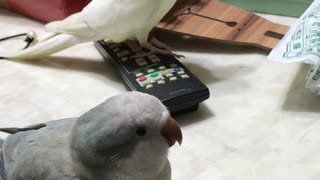 Singing Bird Has Festive Spirit