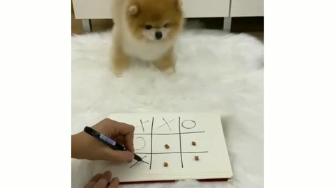 dog playing tic tac toe