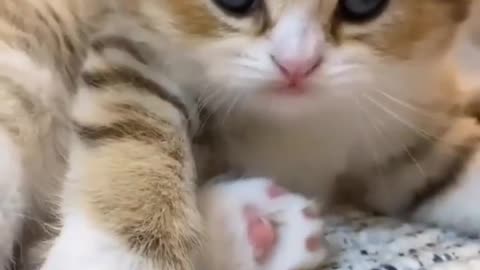 cute cat playing herself