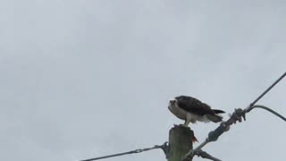 #Osprey eating #Fish in #Belize