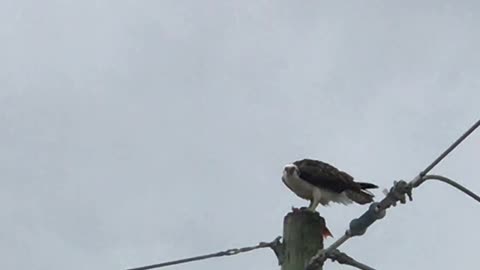 #Osprey eating #Fish in #Belize