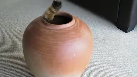 funny Fat cat in pot