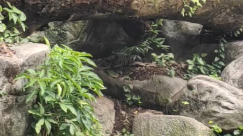 The white tiger at Singapore zoo