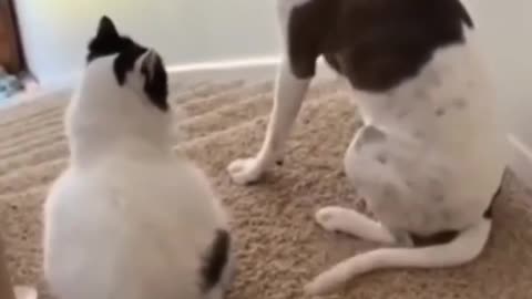 cats attacking and scaring dogs