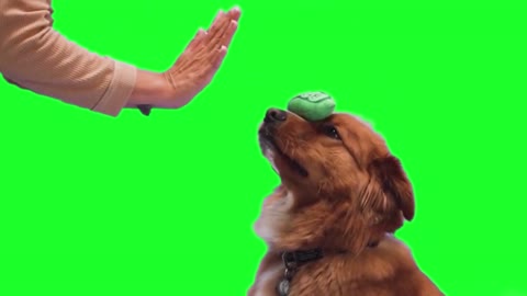 Dog training videos hand shake