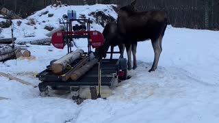 Moose lunch, Alaska!