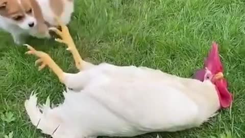 Funny Animal Videos