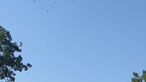 Buzzards circling