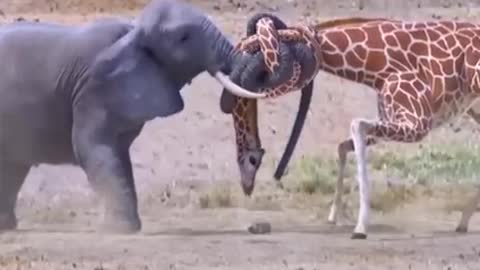 Animal fight in ukrain warzone